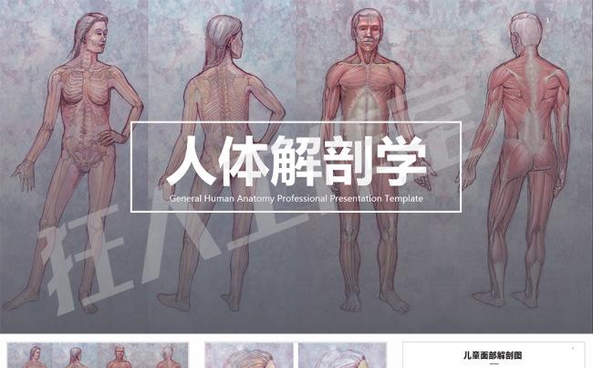 【狂人作品】人体解剖学ppt模板缩略图