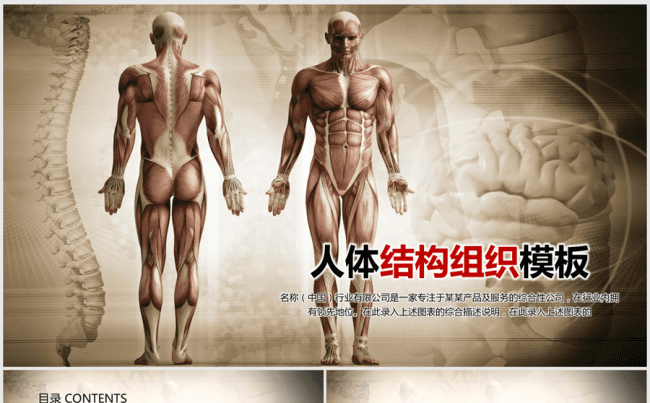 医疗人体结构组织ppt动态模板缩略图