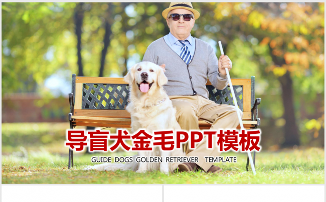 金毛导盲犬ppt缩略图