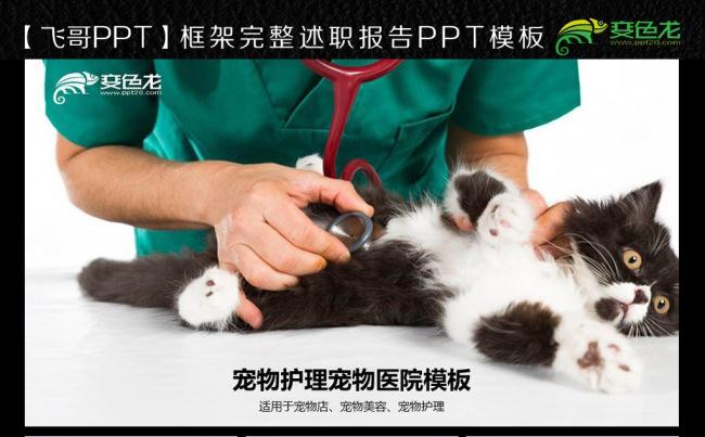 【飞哥PPT】宠物护理宠物店ppt模板缩略图