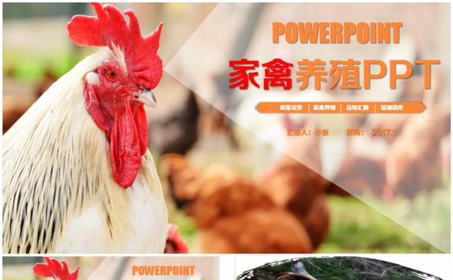 家禽养殖生态养殖养鸡养鸭PPT缩略图