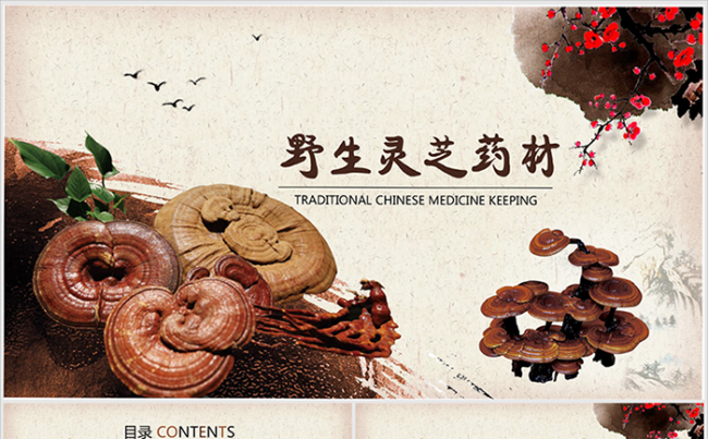 大气灵芝中药药材ppt动态模板缩略图
