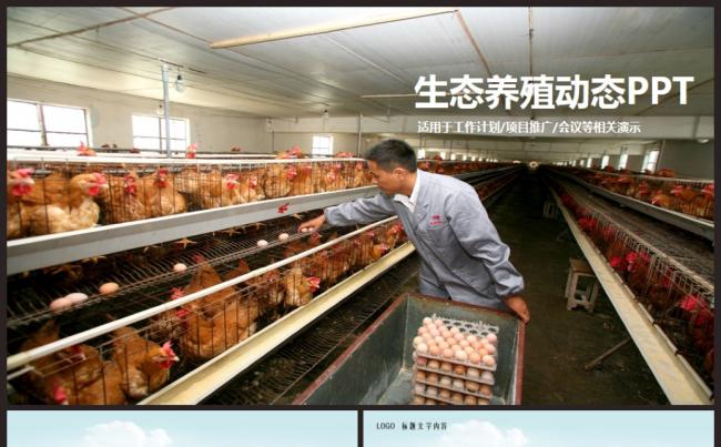 家禽养殖生态养殖规模化养鸡养鸭PPT缩略图