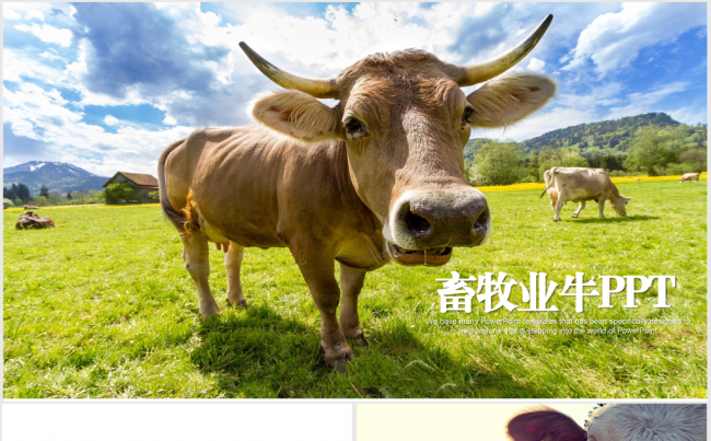 草原畜牧业奶牛养殖乳业PPT模板缩略图