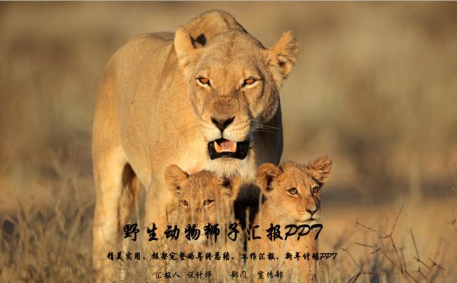 非洲野生动物狮子ppt动态模板缩略图