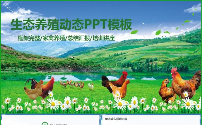 绿色原生态养殖养鸡ppt动态模板缩略图
