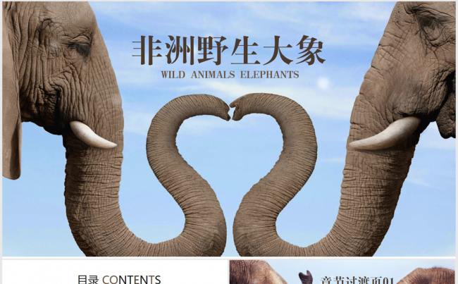 野生保护动物大象ppt动态模板缩略图