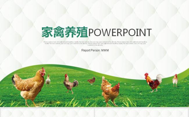 原生态家禽母鸡公鸡ppt动态模板缩略图