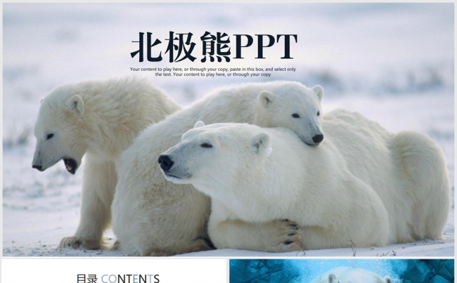 关于北极熊的ppt动态模板缩略图