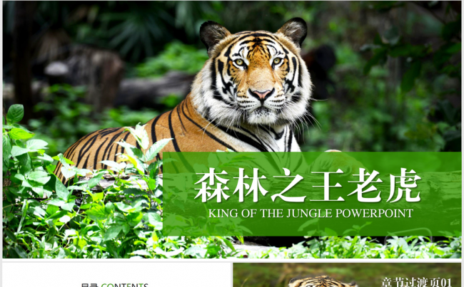 野生保护动物老虎ppt动态模板缩略图