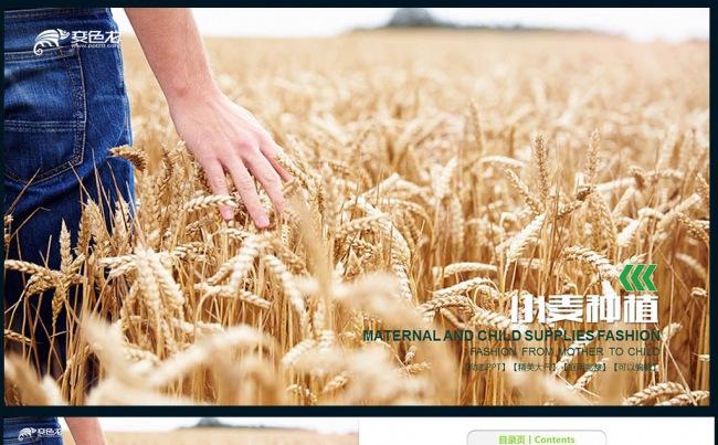 农业科技农业种植粮食小麦丰收春天ppt模板缩略图