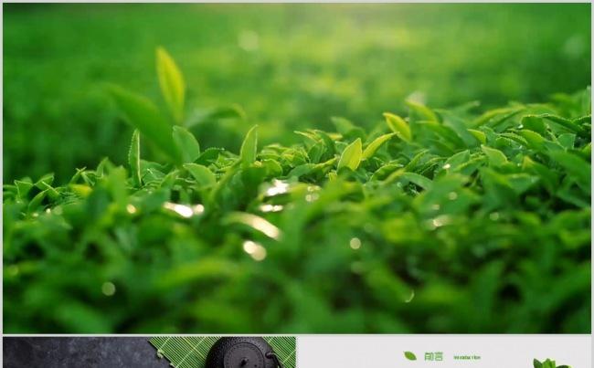 绿色清新茶叶茶韵茶文化采茶茶叶功夫茶茗茶普洱茶茶韵西湖龙井缩略图