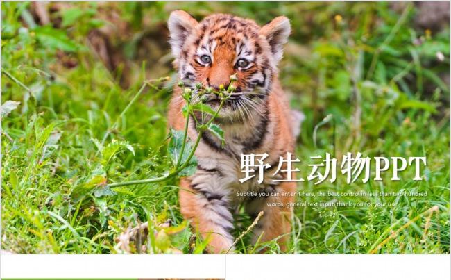 非洲野生动物保护动物PPT缩略图