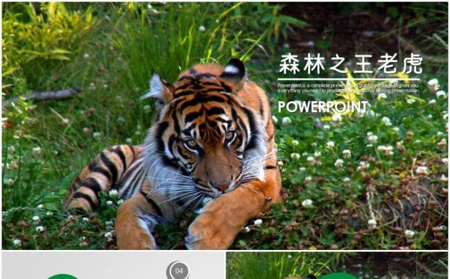 动物世界野生保护动物老虎ppt动态模板缩略图