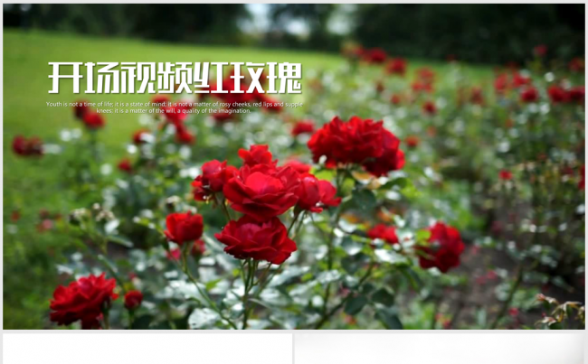 开场视频片头红色玫瑰花ppt动画模板缩略图