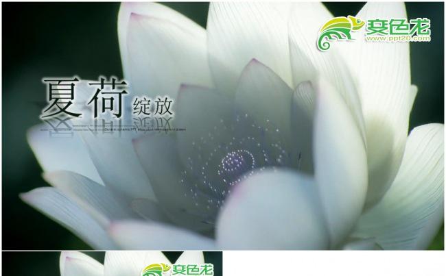 夏天荷叶荷花中国风年中总结简介公司介绍教育2017工作计划缩略图