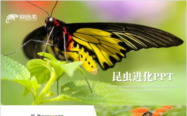 蝴蝶蜕变商务工作计划通用PPT模板缩略图
