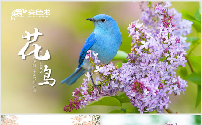 唯美花鸟电子相册ppt模板缩略图