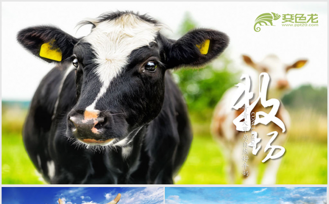 畜牧业乳业农场养殖农业奶牛PPT模板缩略图