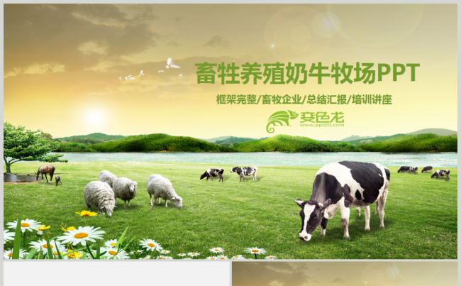 绿色畜牧业养殖业奶牛农业农场牧场PPT模板缩略图