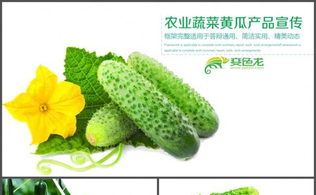 农业农产品蔬菜黄瓜产品宣传PPT模板缩略图