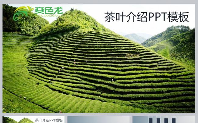 茶叶介绍PPT模板缩略图