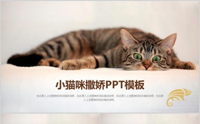 可爱宠物猫咪PPT动态模板缩略图