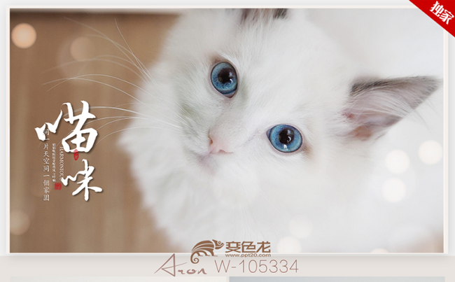 可爱萌宠猫咪合集电子相册ppt动态模板缩略图