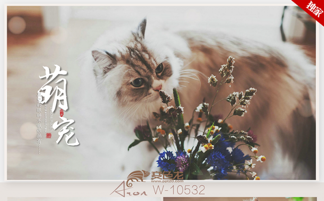可爱萌宠猫咪合集电子相册ppt动态模板缩略图