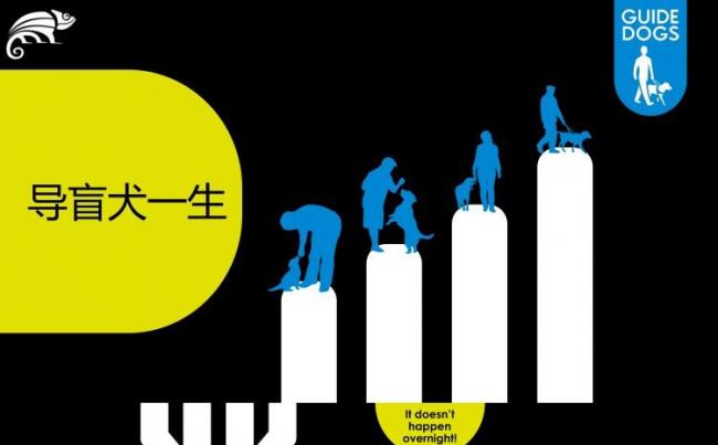 【狗年】狗狗介绍：导盲犬的一生爱狗人士缩略图