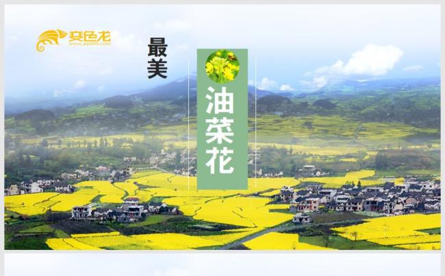 唯美清新油菜花植物花卉观赏旅游ppt模板缩略图