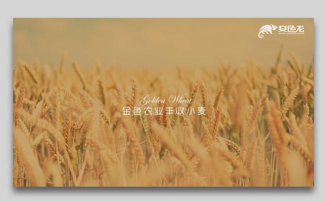 农业农产品水稻小麦粮食产品介绍PPT模板缩略图