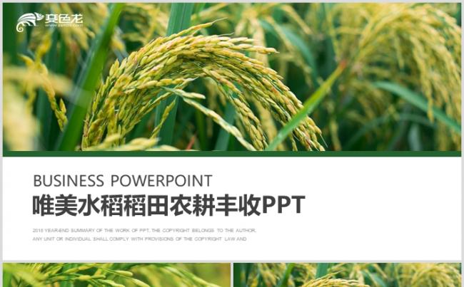 绿色水稻绿洲农田稻田农业生产动态PPT模板缩略图