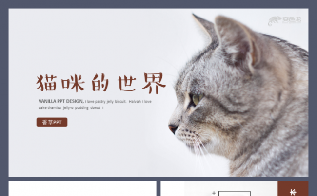 猫咪可爱中国狸花猫波斯猫虎皮猫孟买猫缅因猫工作宠物模板缩略图