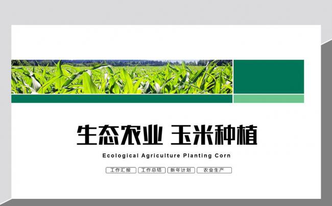 绿色玉米种植基地ppt模板缩略图