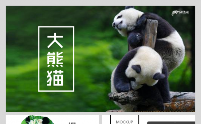 大熊猫圆圆汉中四宝华美国宝盈盈盼盼珍惜动物动物园模板缩略图