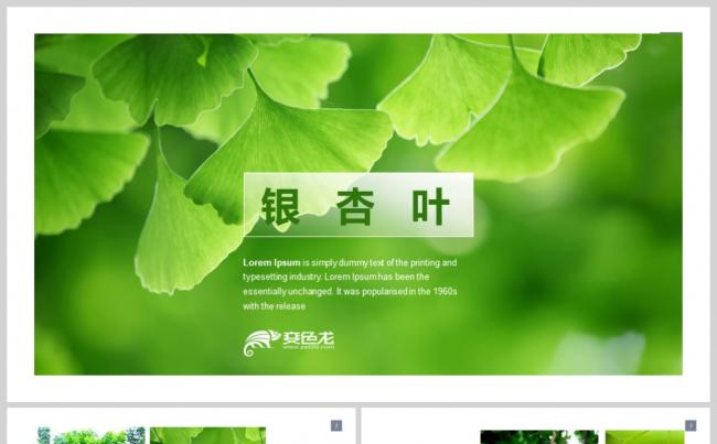 绿色银杏植物大自然公益ppt模板缩略图