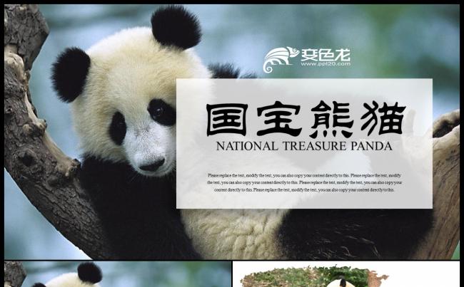 国宝大熊猫动物保护公益行动ppt动态模板缩略图