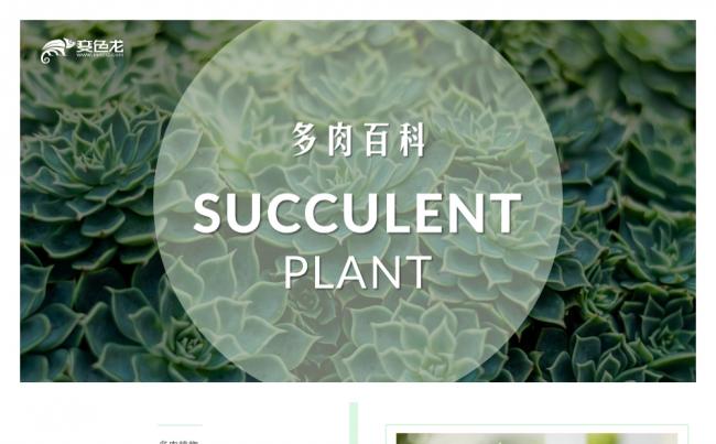小清新多肉百科多肉植物绿色PPT模板缩略图