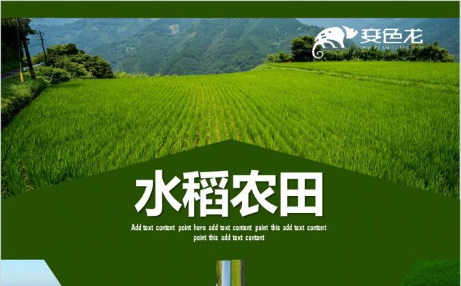 绿色农田水稻丰收ppt模板缩略图