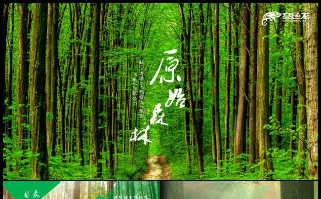 生态森林环境保护类PPT模板缩略图