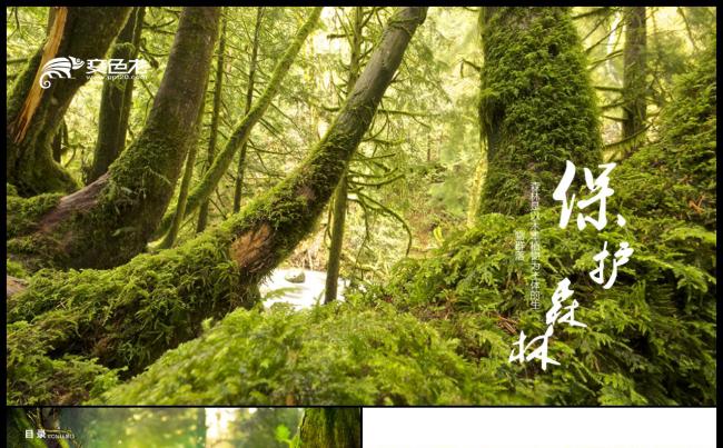 清新林业管理生态自然森林保护PPT模板缩略图