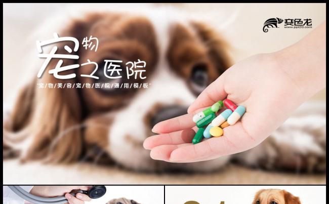 2019可爱宠物养护工作总结汇报PPT模板缩略图