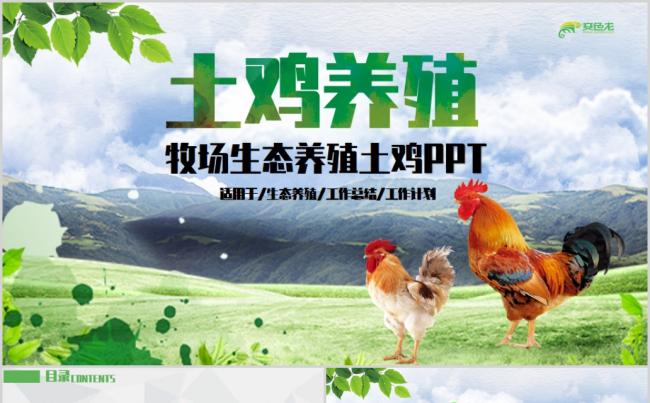 简约牧场生态养殖土鸡养殖PPT模板缩略图