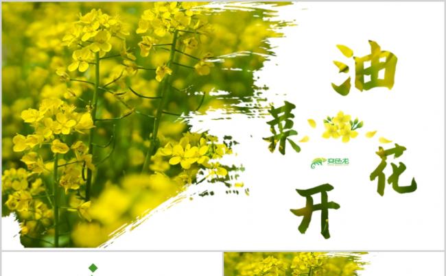 春天乡村旅游油菜花风景油菜花田PPT模板缩略图