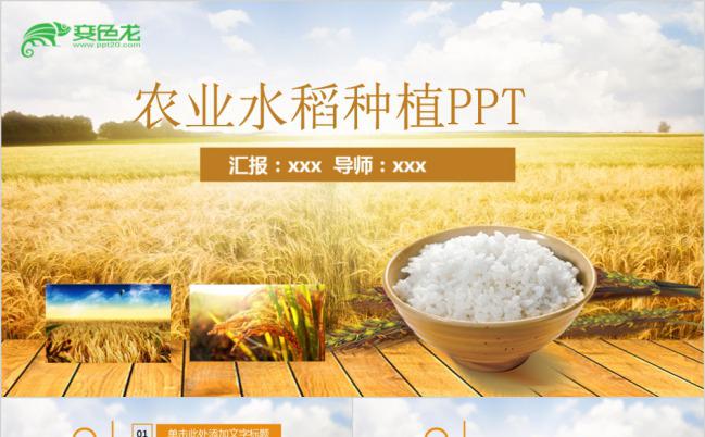 金黄色农业水稻种植PPT模版缩略图