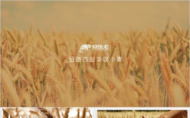 简约风农业农产品水稻小麦粮食产品宣传介绍PPT模板缩略图