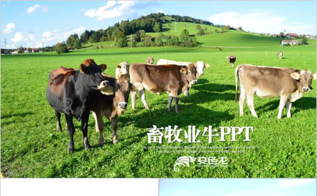 清新绿色原生态牧场畜牧业牛场总结PPT模板缩略图