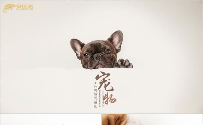 犬型合集电子相册宠物店专题ppt动态模板缩略图