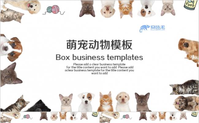 萌宠动物摄影活动简介PPT动态模板缩略图